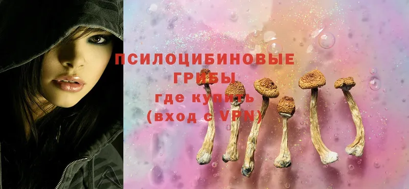 Псилоцибиновые грибы Cubensis  Новозыбков 